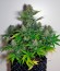 Сорт марихуаны Auto Colorado Cookies