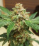 Purple Punch Auto fem (FastBuds) семена конопли