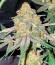 Nori Cake fem (Green House Seeds) семена конопли