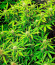 Runtz Auto fem (Barney's Farm) семена конопли