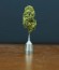 Goji Haze fem (Sumo Seeds) семена конопли