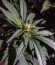 Purple Punch fem (Barney's Farm) семена конопли