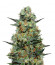 Baikal Express (Kalashnikov Seeds) семена конопли