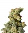 Gnomo Auto fem (Kannabia Seed Company) семена конопли