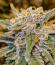 Gorilla 4 Autoflower fem (Easy Grow Seeds) семена конопли