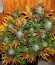 Red Leicester Tease fem (Dr. Krippling Seeds) семена конопли