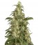 Купить семена конопли Skunk #11 шишки