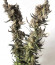 Golosa Early Version fem (Delicious Seeds) семена конопли