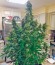 Gorilla Auto (Gorilla Glue Auto) fem Fastbuds семена конопли