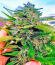 Trainwreck Fast Version fem (Seedkeepers) семена конопли