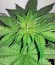 Indigo Berry Kush fem (Sweet Seeds) семена конопли