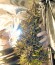 K.O. Kush fem семена конопли