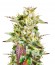 Caramelo reg (Delicious Seeds) семена конопли