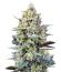 Cherry Cola Auto RF3 fem (FastBuds) семена конопли