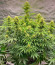Grandmommy Purple Auto fem (Herbies Seeds) семена конопли