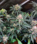 Purple Punch X Lemon Drizzle fem от Barney's Farm семена конопли