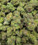RudeBoi OG F1 fem (Seedkeepers) семена конопли