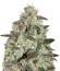 Thunder Bloody Mary Auto fem (Samsara Seeds) семена конопли