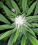 Tropic Punch fem (Heavyweight Seeds) семена конопли