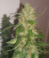 Auto Daiquiri Lime fem (Dutch Passion) семена конопли