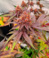Purple Punch X Lemon Drizzle fem от Barney's Farm семена конопли