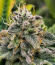 Sticky Sherbert GG fem (Seedkeepers) семена конопли