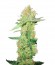 Y Griega CBD fem семена конопли