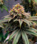 Purple Punch X Lemon Drizzle fem от Barney's Farm семена конопли
