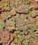 Keep Frosted Guava Autoflower fem (Seedkeepers) семена конопли
