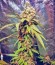 Pakistan Valley fem (World of Seeds) семена конопли