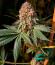 Punchberry Cookies RBX fem (Ethos Genetics) семена конопли