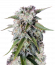 Tangie'matic auto fem семена конопли