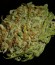C99 fem (Female Seeds) семена конопли