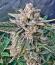 Peach Crescendo Auto RF3 fem (Ethos Genetics) семена конопли