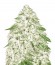 Sumo's OG Kush fem (Sumo Seeds) семена конопли