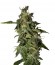Afgooey fem (Strain Hunters) семена конопли