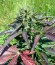 Auto Whiteberry fem (Paradise Seeds) семена конопли