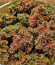 CBD Apple Betty Auto fem (Herbies Seeds) семена конопли