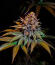 Lemon Cherry Runtz fem (FastBuds) семена конопли