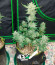 Purple Punch Auto fem (FastBuds) семена конопли