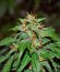 Californian Snow auto fem семена конопли