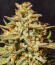 Banana Guava Auto RF3 fem (FastBuds) семена конопли