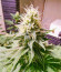 Lavanda Cream fem (Kalashnikov Seeds) семена конопли