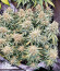 Wedding Cheesecake Auto fem (FastBuds) семена конопли