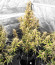 Zkittlez Auto fem (Cali Buds Seeds) семена конопли