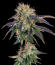 Baller's Game fem (Ethos Genetics) семена конопли