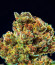 CBD Apple Betty Auto fem (Herbies Seeds) семена конопли