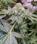 Fruit Gum fem (UKHTA420) семена конопли