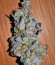 Ayahuasca Purple fem семена конопли