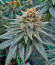 Lemon Drizzle fem (Barney's Farm) семена конопли